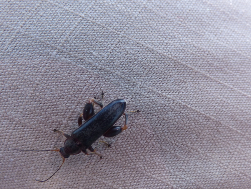 Osphya bipunctata - kétalakú komorka