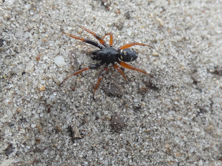 Asagena meridionalis