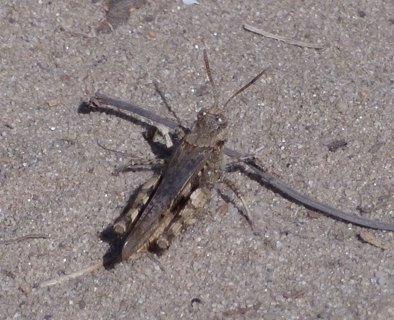 Acrotylus insubricus - önbeásósáska