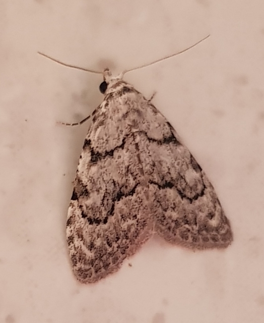 Nola confusalis - apró pamacsosszövő