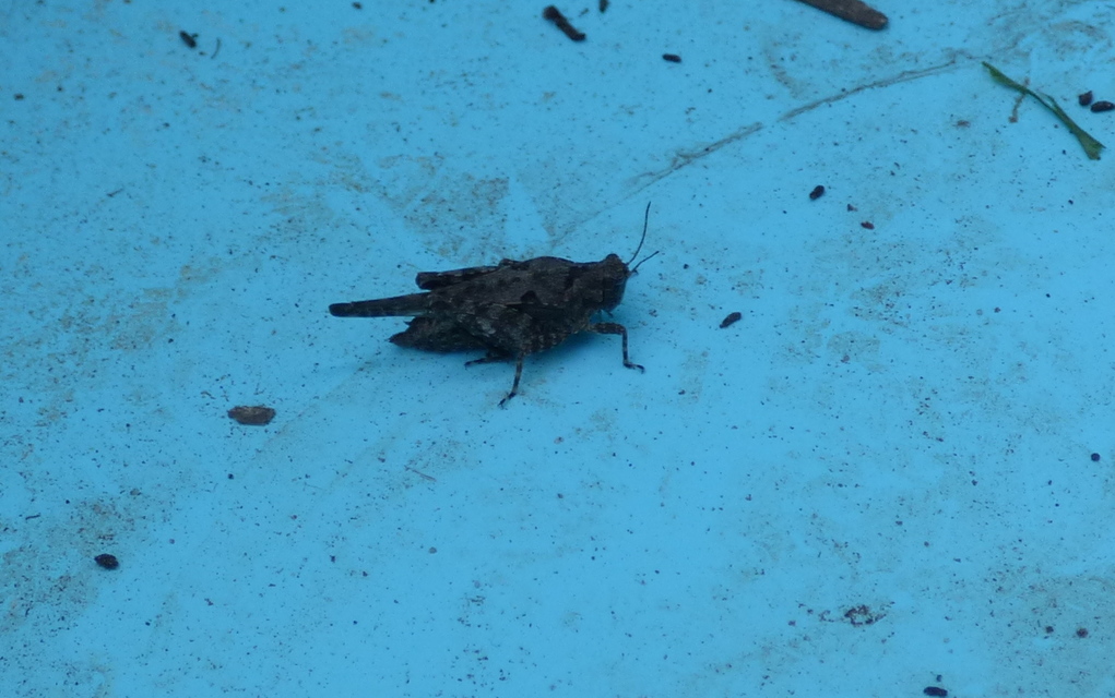 Tetrix tenuicornis - vékonycsápú tövishátúsáska