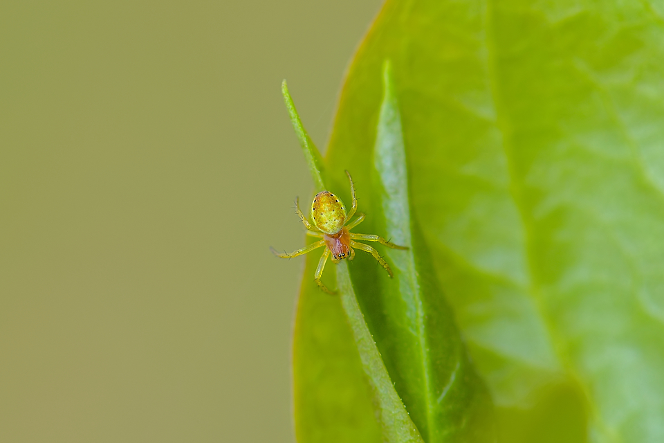Araniella