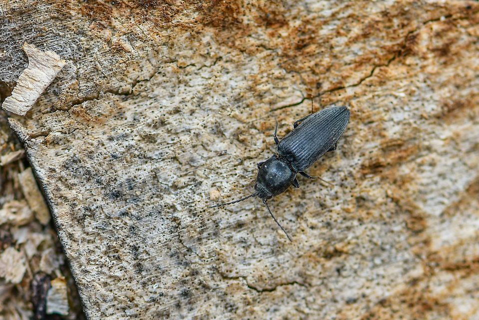 Elateridae - pattanóbogárfélék