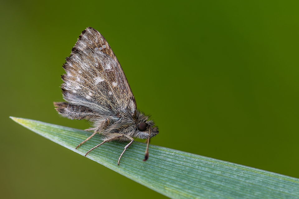 Carcharodus alceae - mályva-busalepke