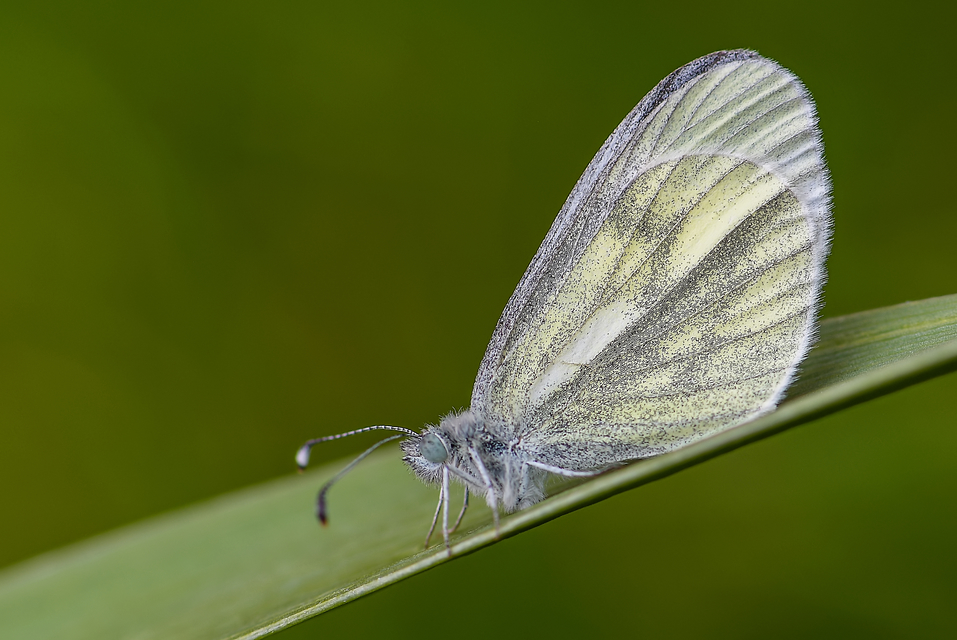 Leptidea sinapis - mustárlepke