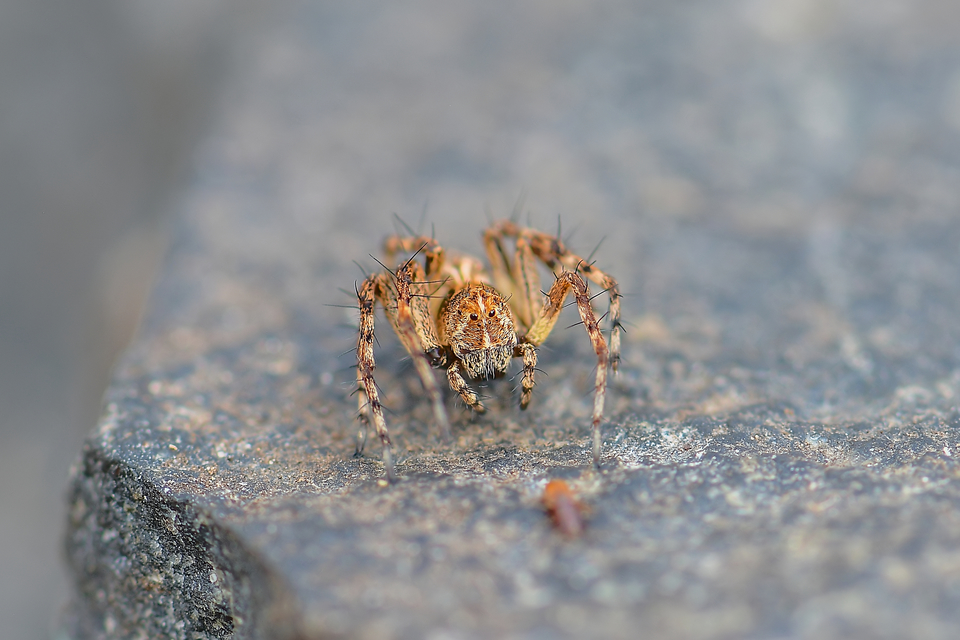 Oxyopes ramosus