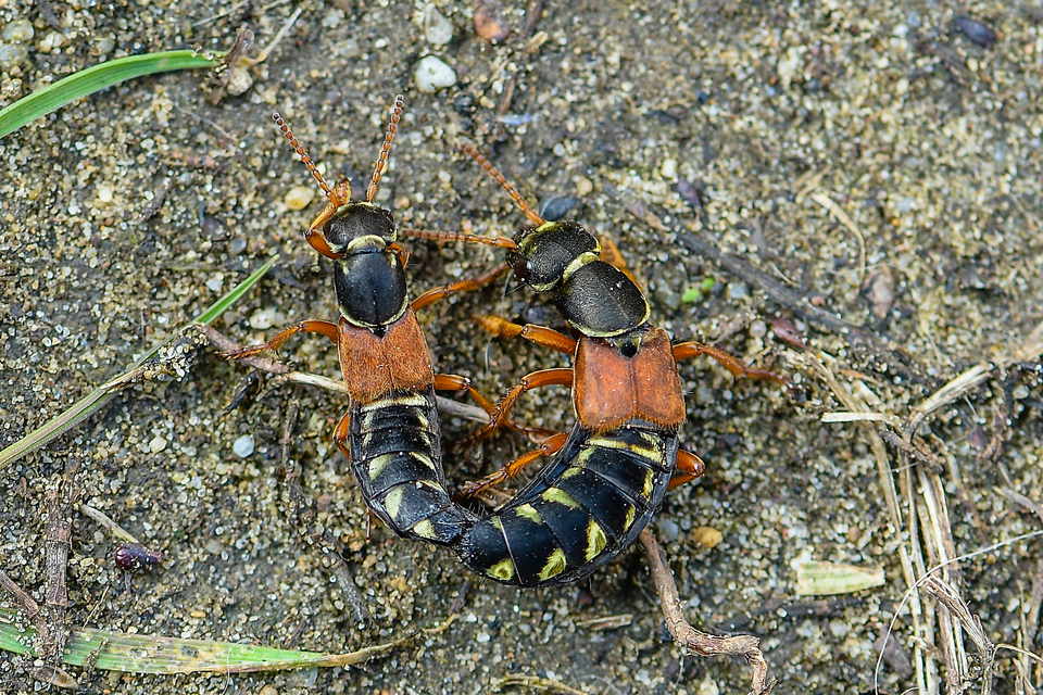 Staphylinus caesareus - aranysujtásos holyva