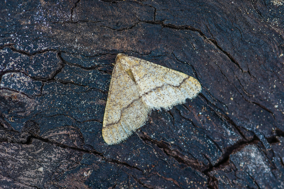 Agriopis marginaria - sárgás téliaraszoló