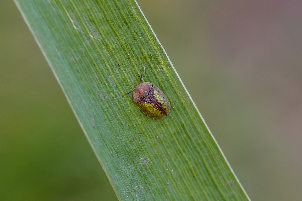 Cassida