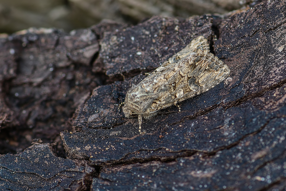 Hadula trifolii - lóherebagoly Hadula trifolii - lóherebagoly