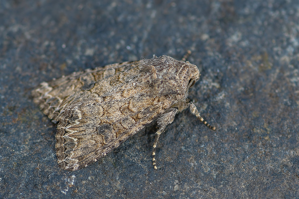 Hadula trifolii - lóherebagoly Hadula trifolii - lóherebagoly