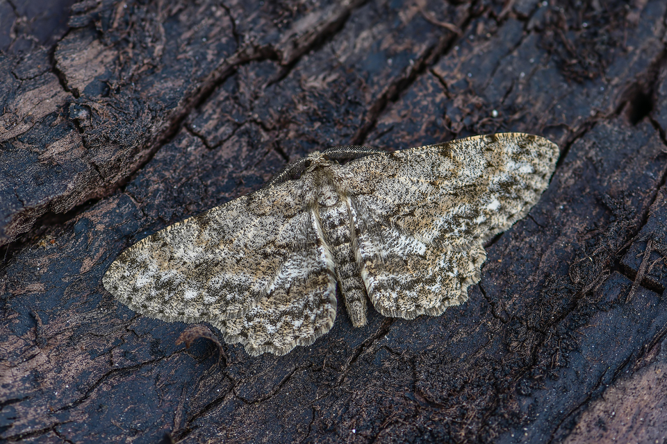Hypomecis punctinalis - pettyes faaraszoló