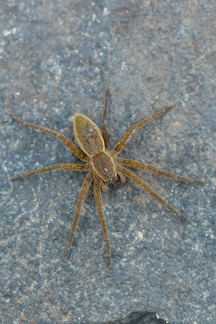 Dolomedes plantarius/fimbriatus
