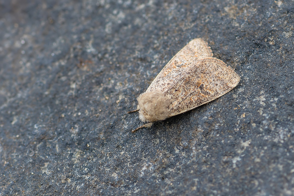 Orthosia cruda - kis barkabagoly
