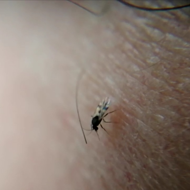 Culicoides