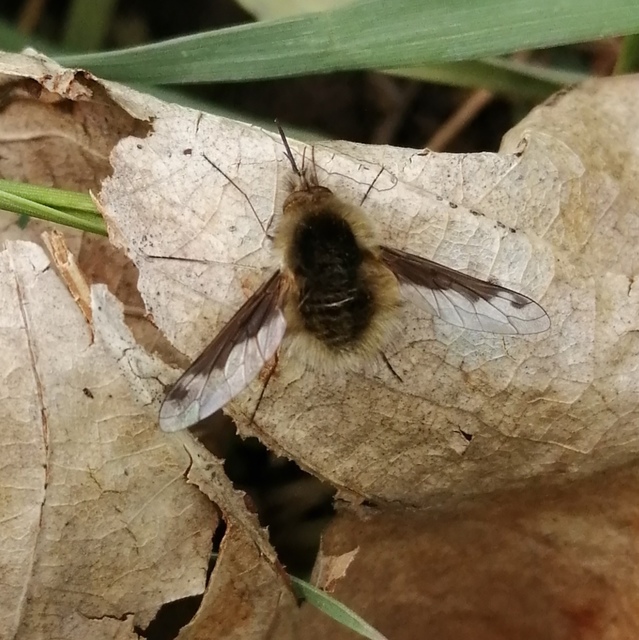 Bombylius fimbriatus - egypettyes pöszörlégy
