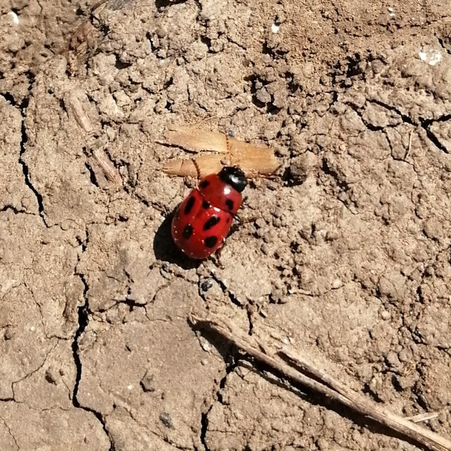 Gonioctena fornicata - közönséges lucernabogár