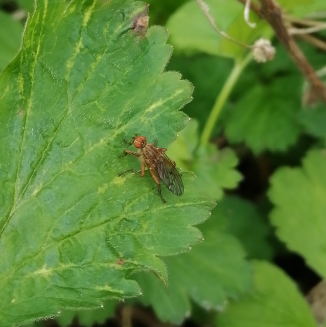 Scathophagidae