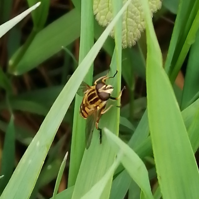 Helophilus pendulus - közönséges mocsárilégy