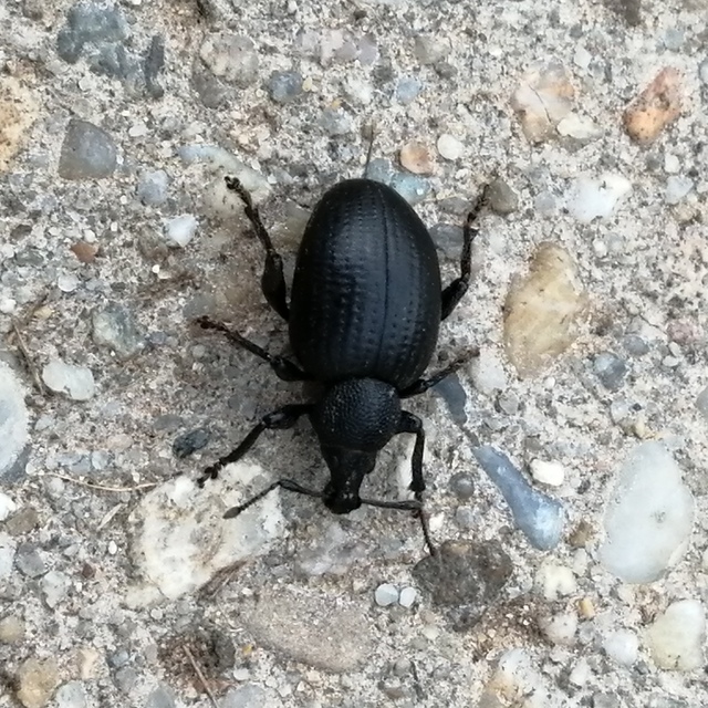 Otiorhynchus catenulatus - gyászos gyalogormányos