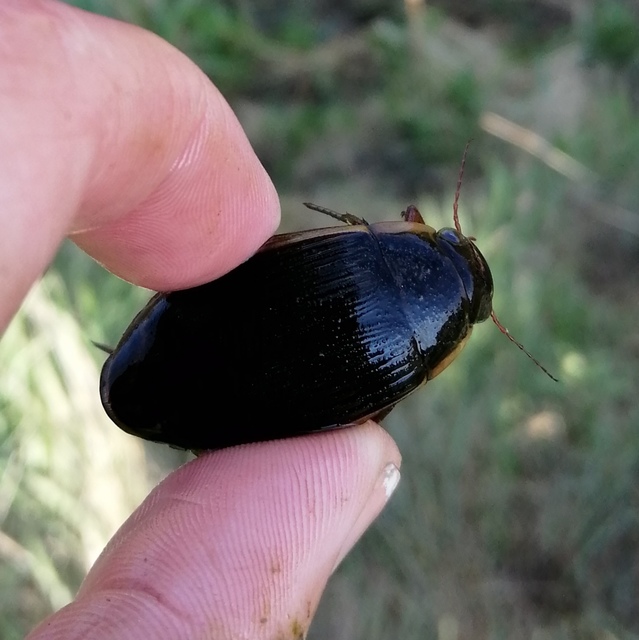 Dytiscus dimidiatus - tompacsípős csíkbogár