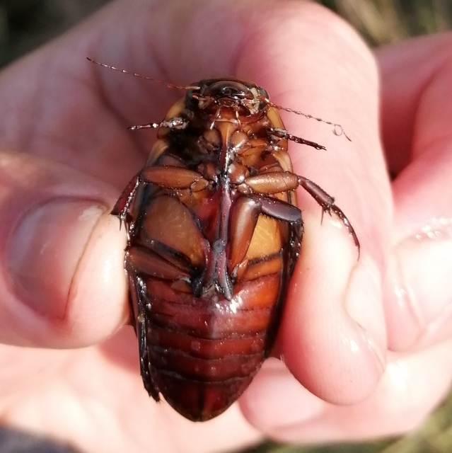 Dytiscus dimidiatus - tompacsípős csíkbogár