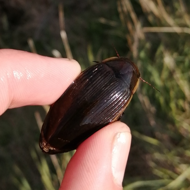 Dytiscus dimidiatus - tompacsípős csíkbogár