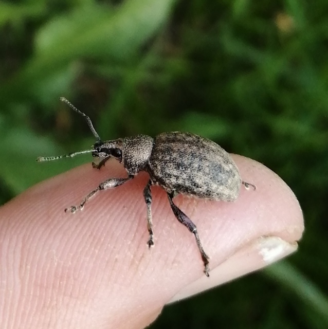 Otiorhynchus ligustici - vincellér-gyalogormányos