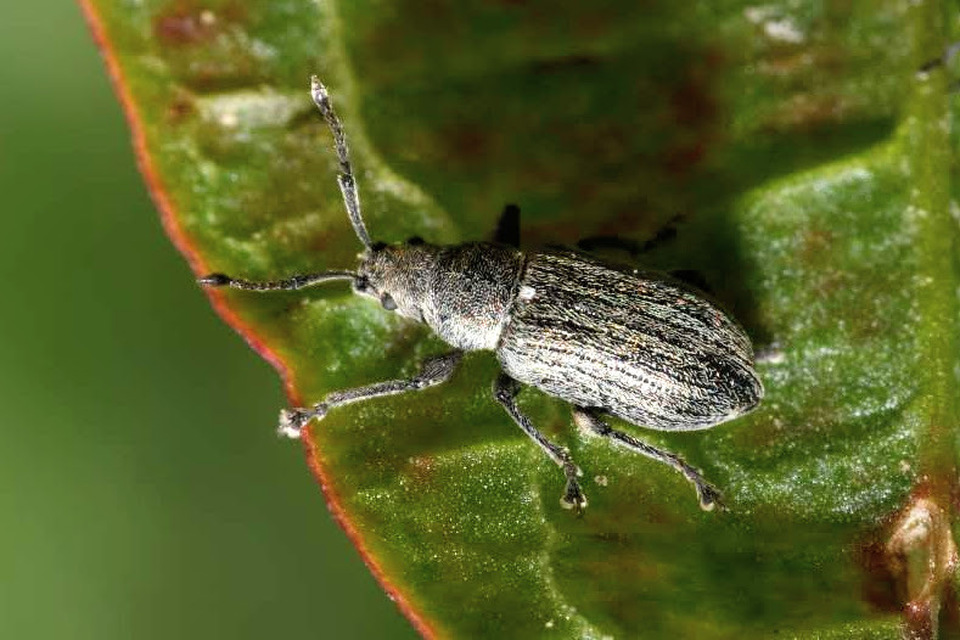 Phyllobius pyri - gyümölcsfa-levélormányos