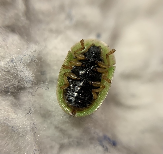 Cassida pannonica - pannon pajzsbogár