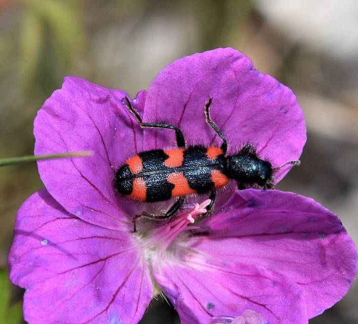 Trichodes favarius - hatfoltos méhészbogár