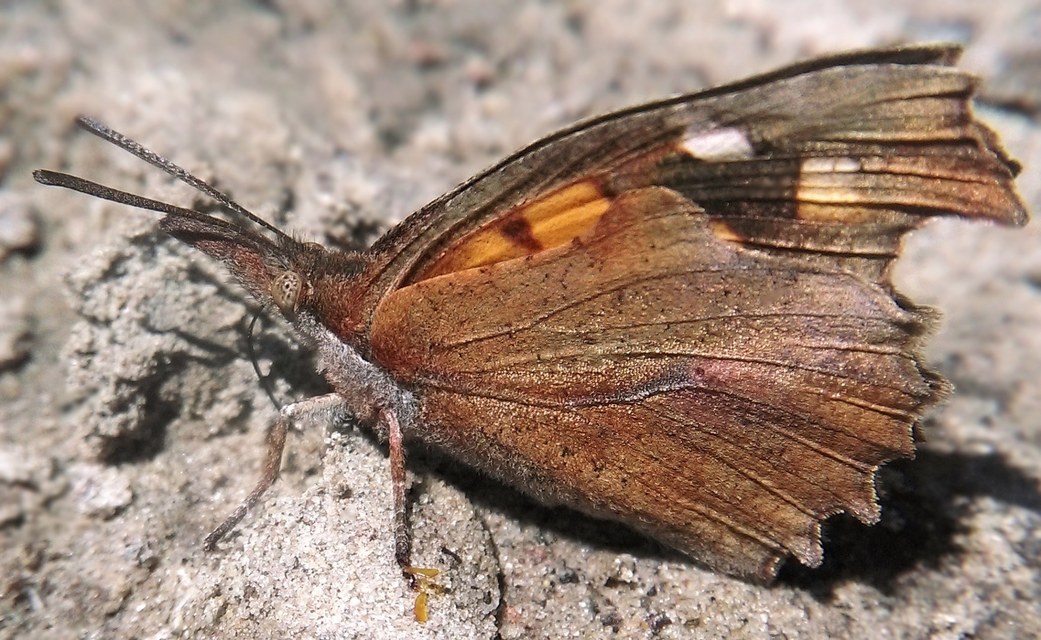 Libythea celtis - csőröslepke