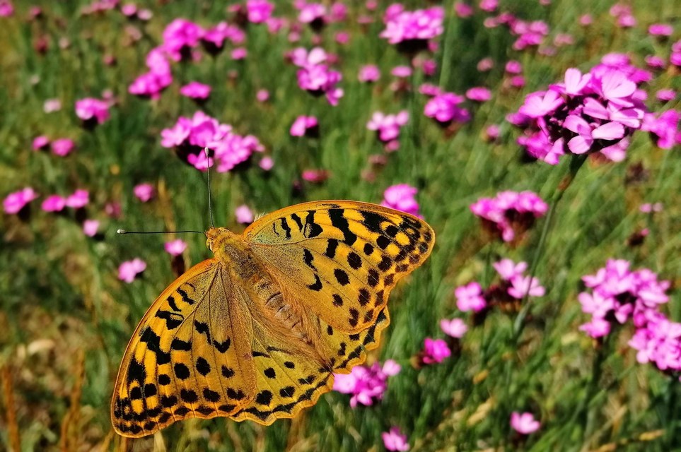 Argynnis pandora - zöldes gyöngyházlepke