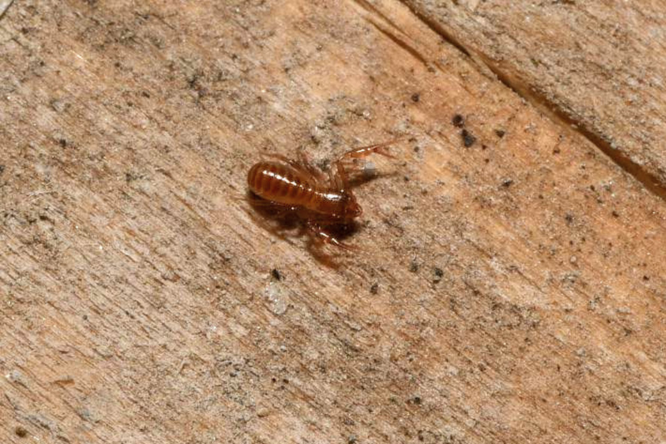 Pseudoscorpionida - Álskorpiók