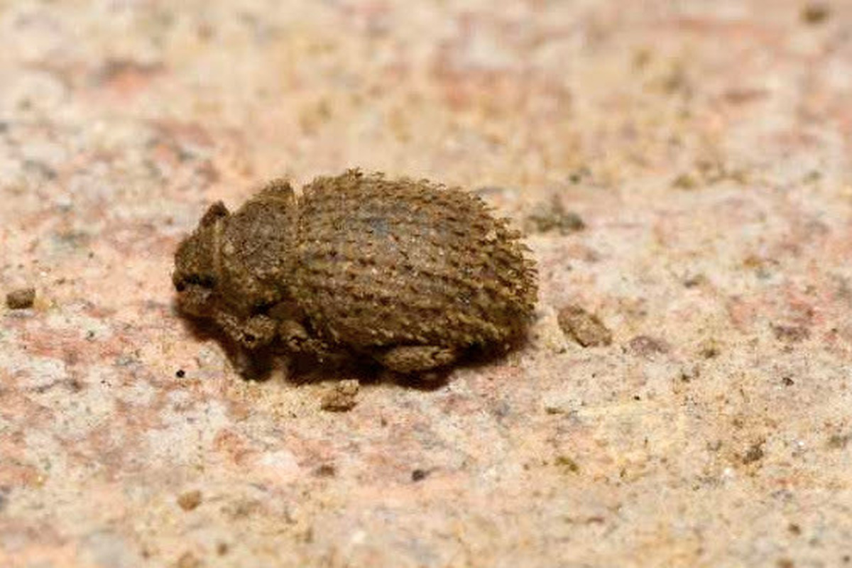 Cathormiocerus aristatus - szálkás éjiormányos