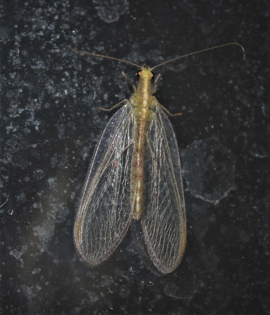 Chrysopidae - zöldfátyolkák