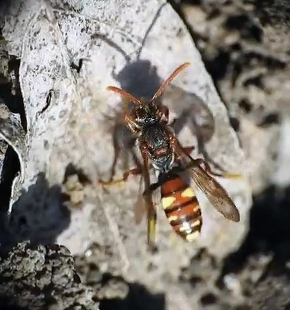 Hymenoptera - Hártyásszárnyúak