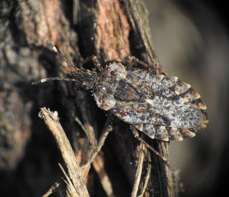 Heteroptera - Poloskák