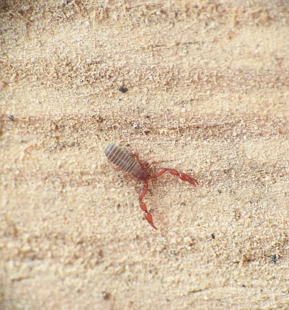 Pseudoscorpionida - Álskorpiók