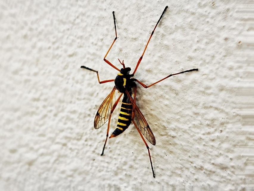Ctenophora flaveolata