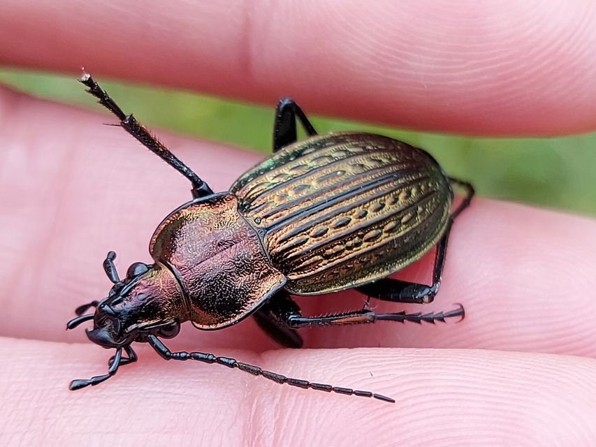 Carabus ulrichii - rezes futrinka