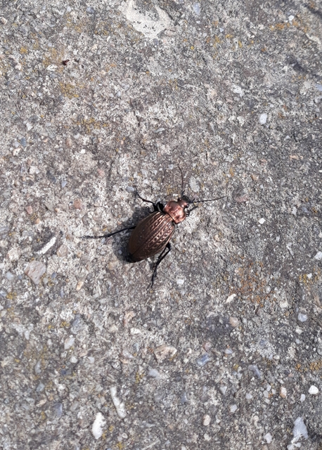 Carabus ulrichii - rezes futrinka
