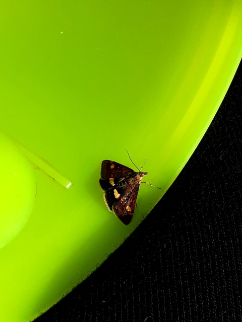 Pyrausta aurata - aranyló bíbormoly