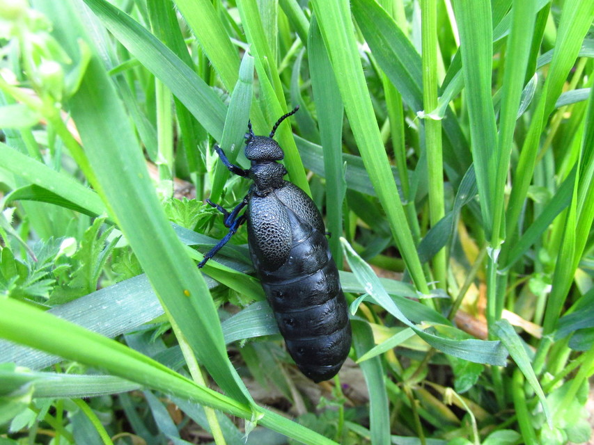 Meloe cicatricosus - óriásnünüke