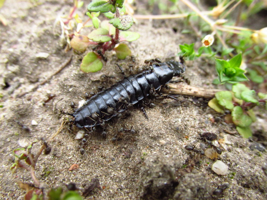 Carabus Carabus
