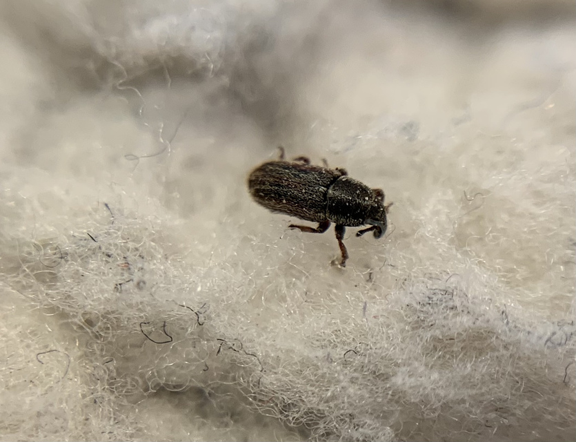 Mecinus circulatus - sávos útifűormányos