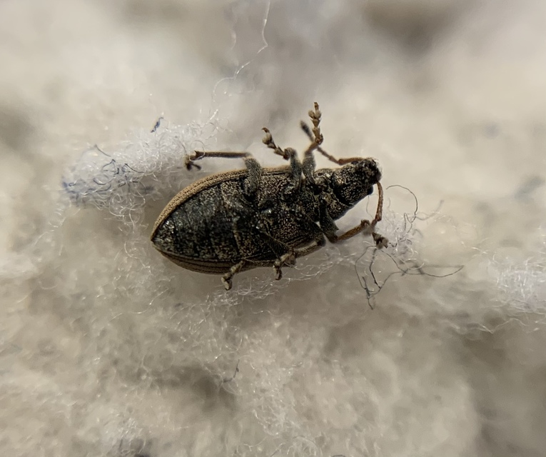 Phyllobius pallidus - tölgy-levélormányos