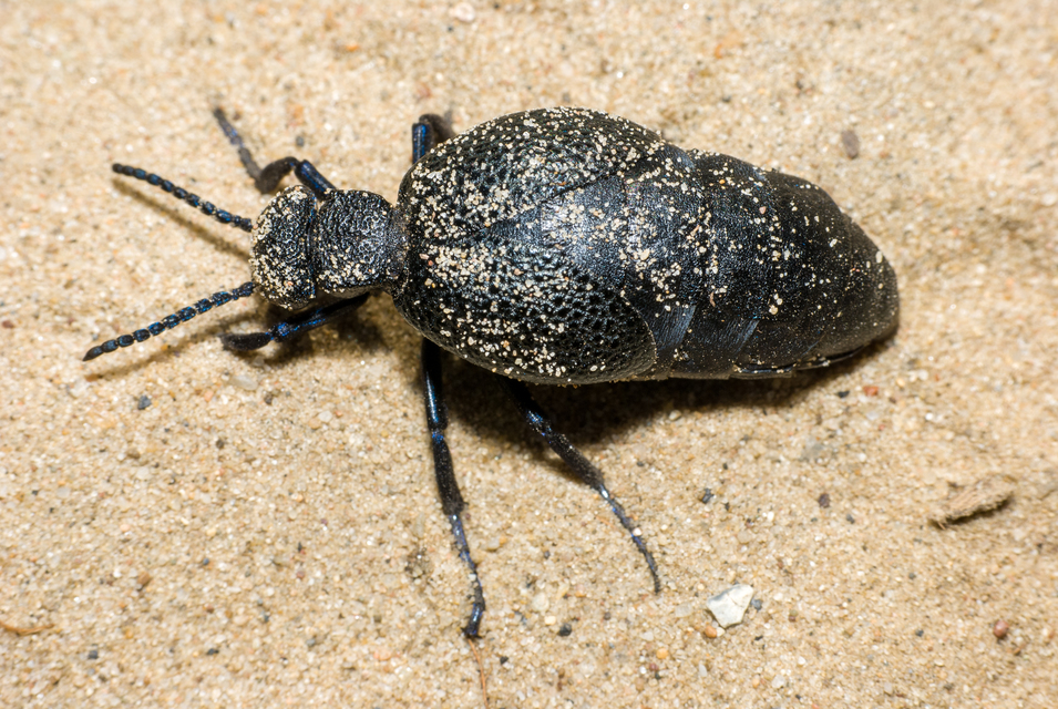 Meloe cicatricosus - óriásnünüke