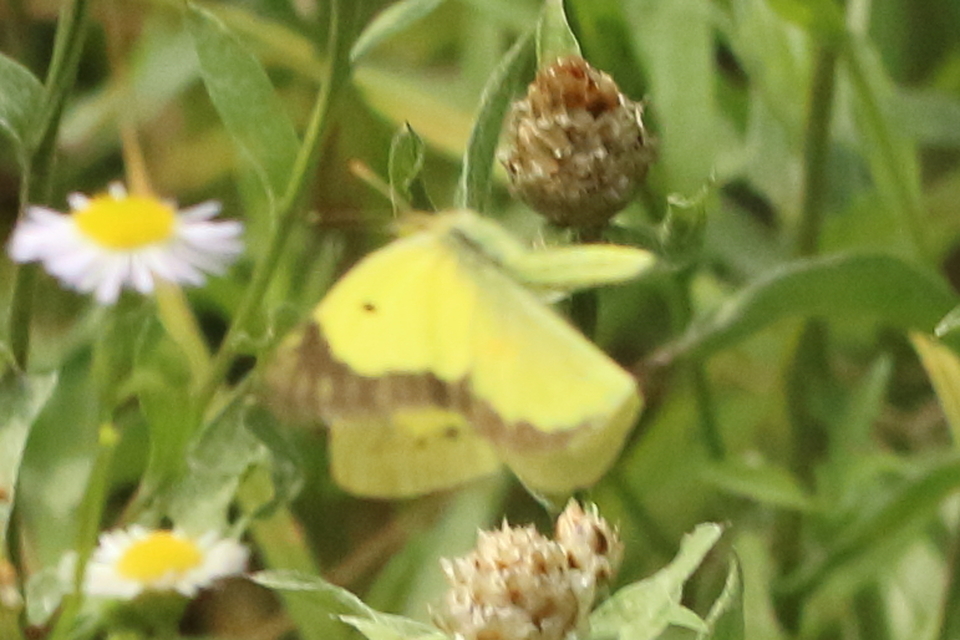 Colias erate - csángó-kéneslepke