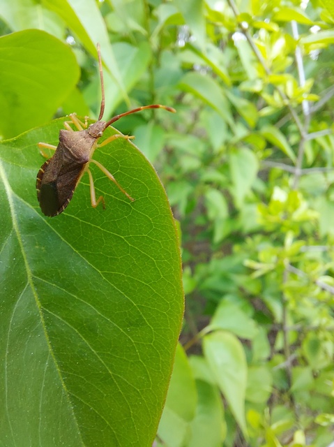 Gonocerus acuteangulatus - aranypetés karimáspoloska
